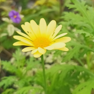 Argyranthemum  'Jamaica Primrose'