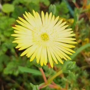 Lampranthus  'Yellow'