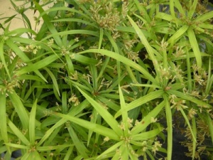Cyperus albostriatus