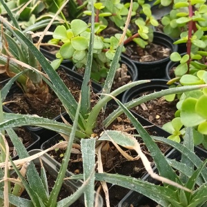 Dyckia floribunda (chaguar)