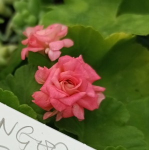 Pelargonium Grainger's Antique Rose